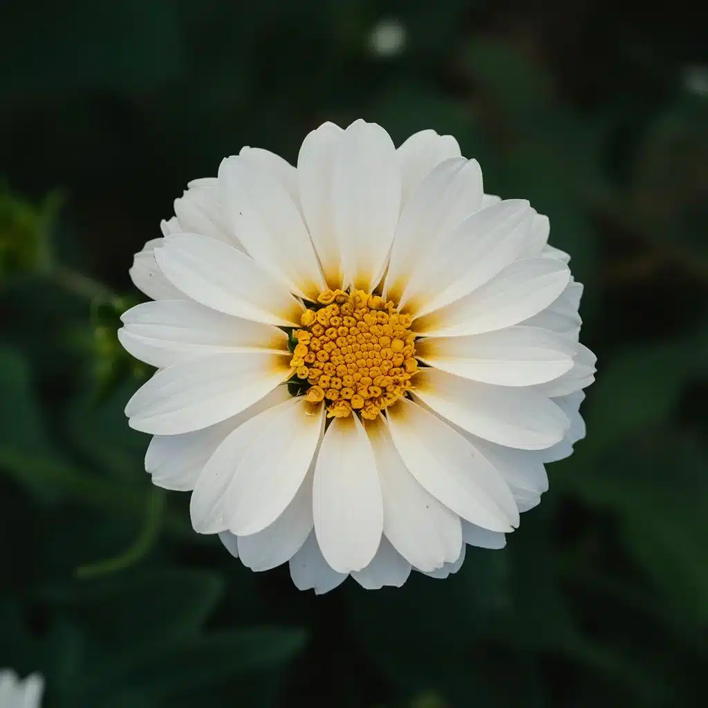 White Flower Picture Captions For Instagram