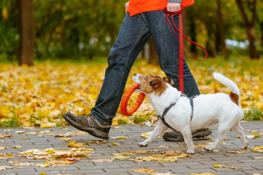 How Animal Hospitals Prepare For Seasonal Health Risks