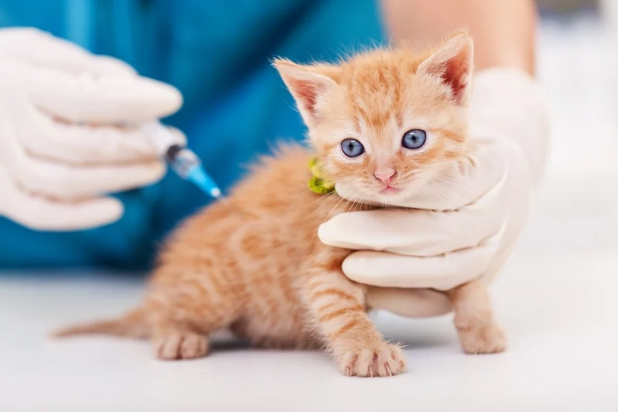 Kitten Veterinary Visits