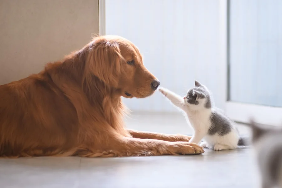 Multi Pet