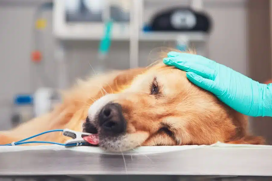 How Animal Hospitals Ensure Safe Anesthesia For Pets
