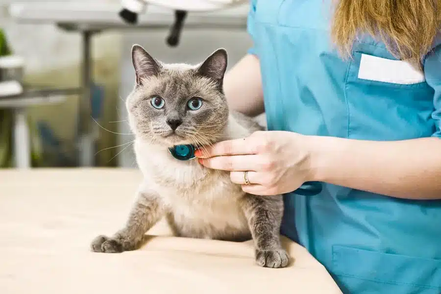 How Compassionate Care Defines Exceptional Animal Hospitals