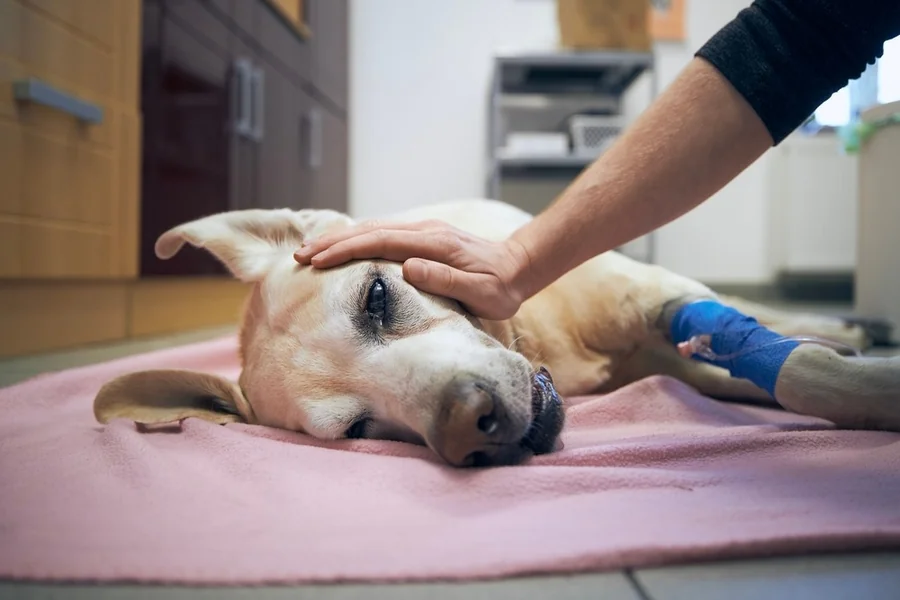 Veterinary Clinics