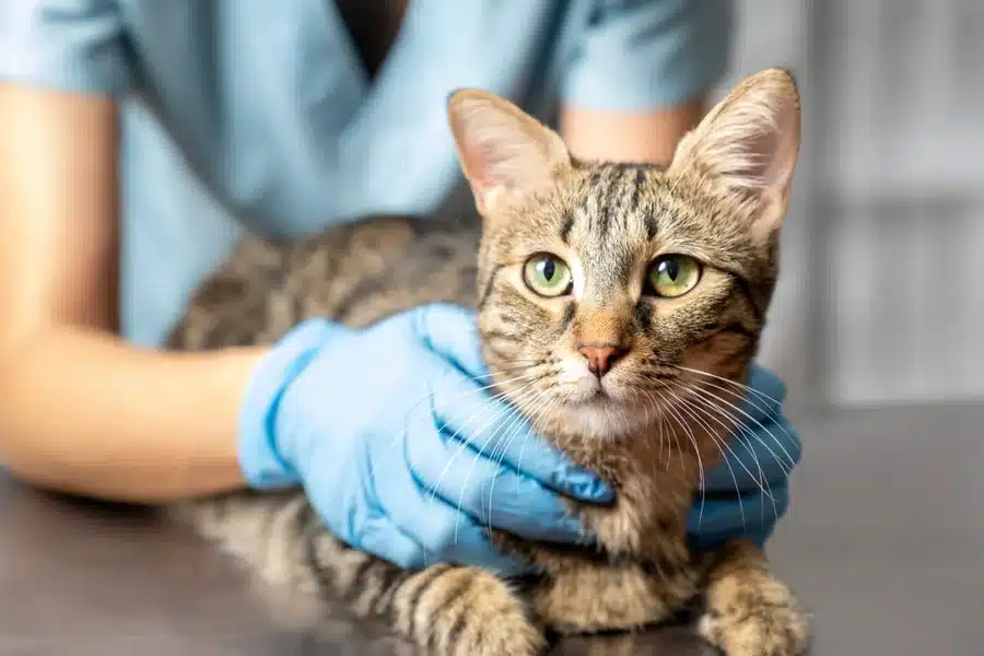 Preventive Veterinary