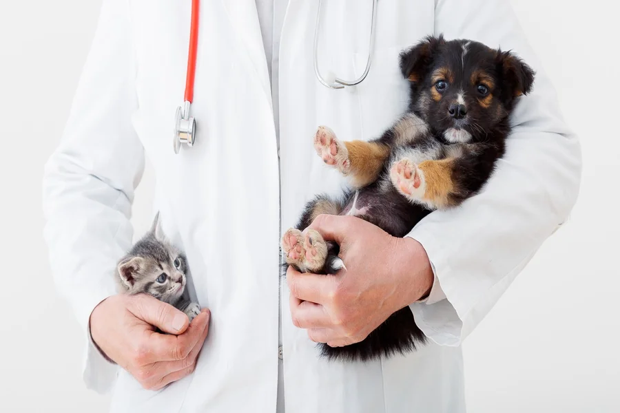 Animal Hospitals