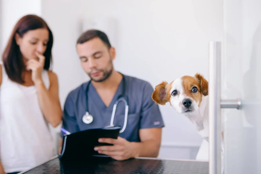 The Importance Of Client Education At Veterinary Hospitals