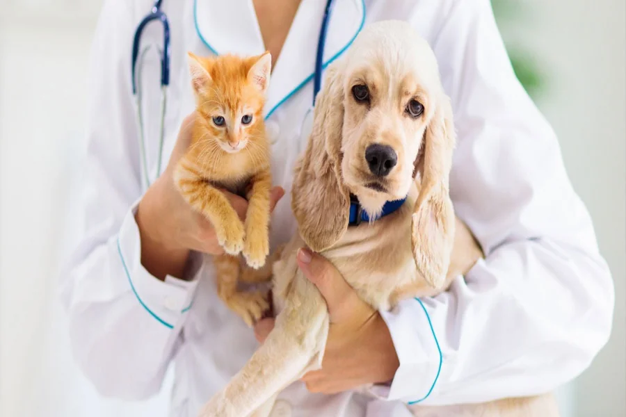Why Preventive Care Is Vital For Small Animal Veterinary Hospitals