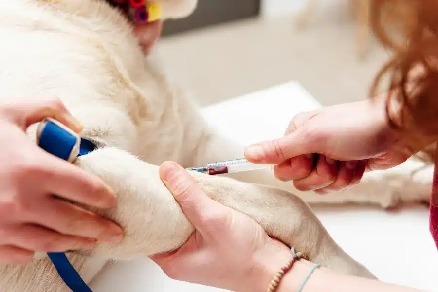 5 Benefits Of Routine Blood Work For Pets Of All Ages