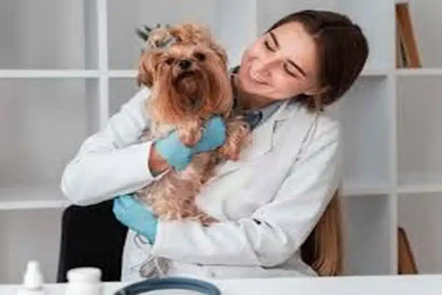 Veterinary Visits Debunked