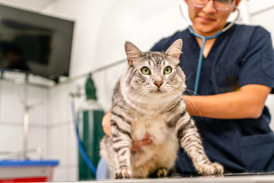 Why Animal Clinics Focus On Stress-Free Pet Experiences