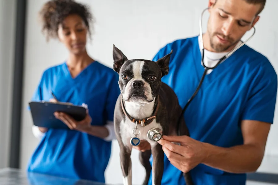 Animal Hospital