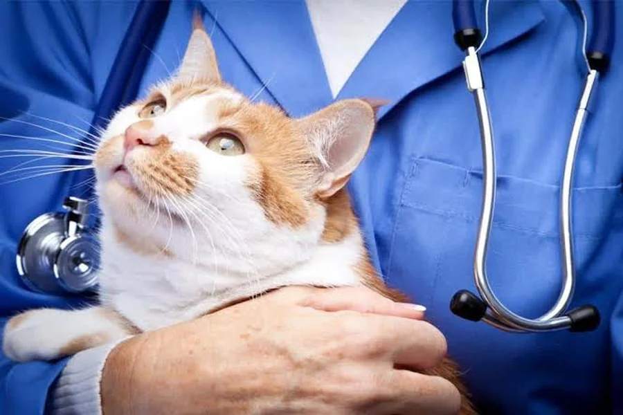 Veterinary Hospitals