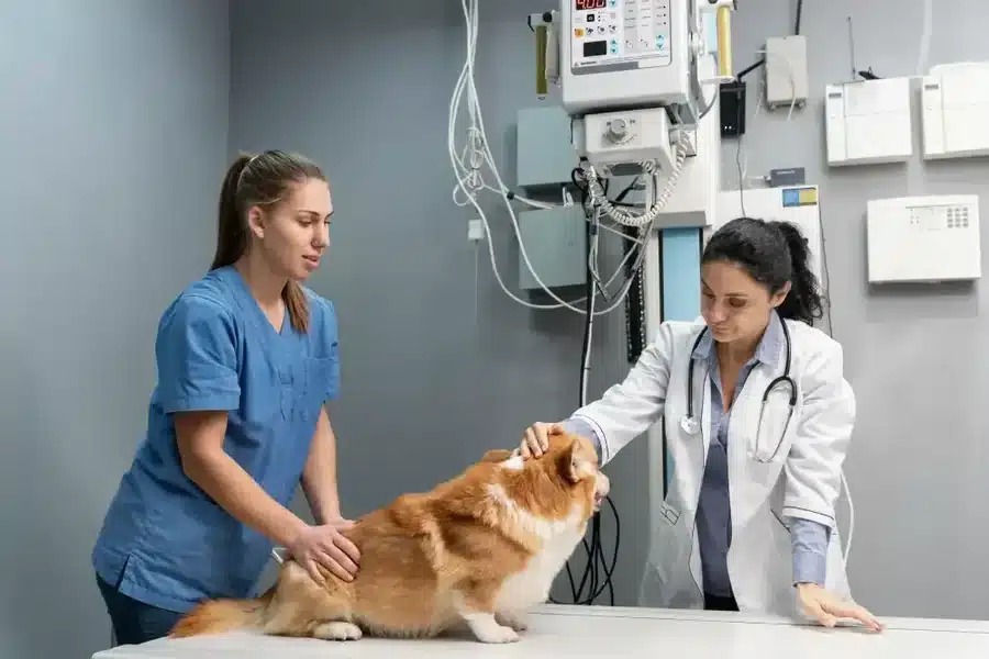 Why Preventive Education From Veterinary Clinics Helps Owners Breathe Easier