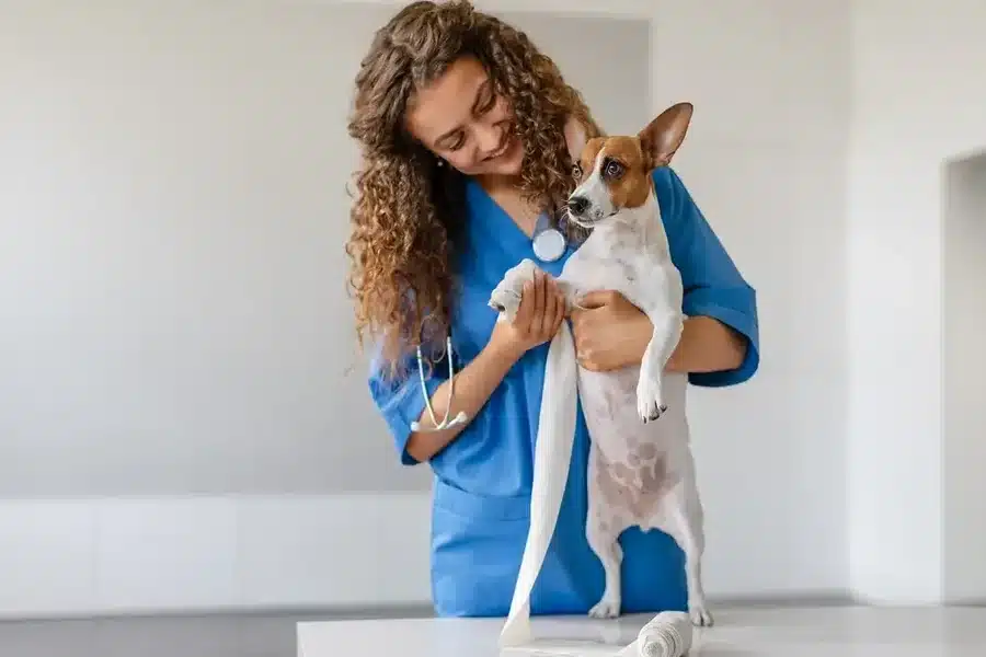 Animal Clinic