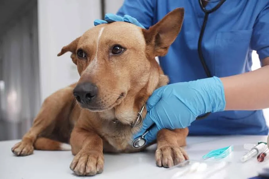 Veterinarians